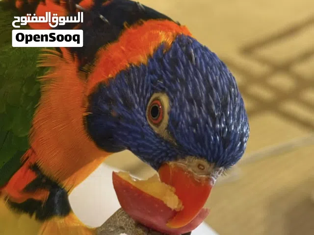لوري للبيع
