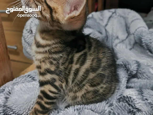 قطة بنغالي بيور عمر شهرين ونصف – ألوان نادرة – مدربة على الليتر بوكس – لعوبة ونشيطة – القاهرة