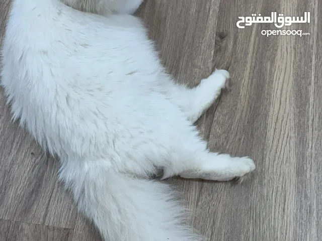 للتبني : شيرازي .. ذكر .. لعوب تربية بيت