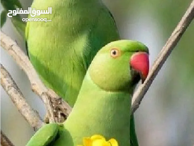 ring neck parrots egg laying pair for sale..