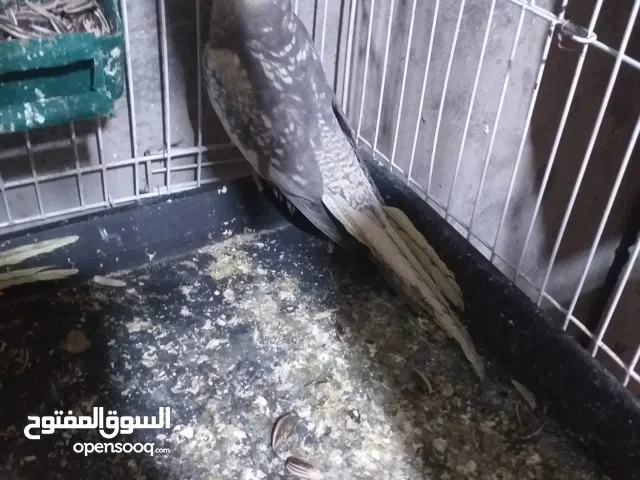 انتايه كوكتيل فرديه للبيع بسم الله ماشاء الله ريش