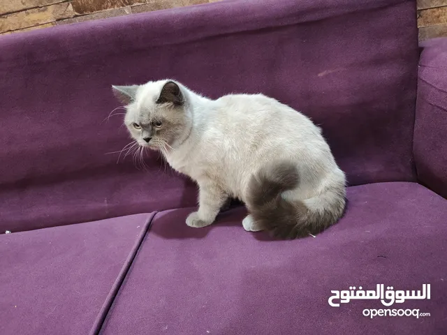 هملايا نقي