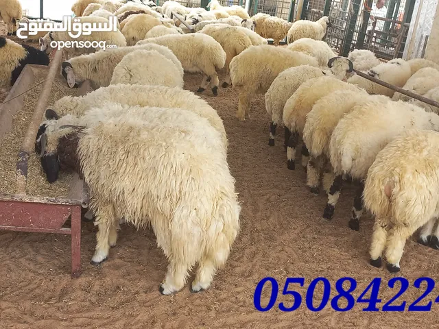 Sheeps&Goats availables