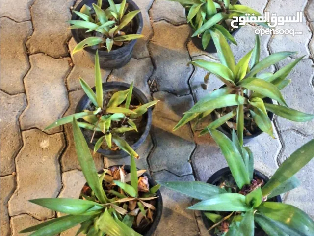 تتوفر مجموعة من أشجار الورد المناسبة  لحدائق المنزل