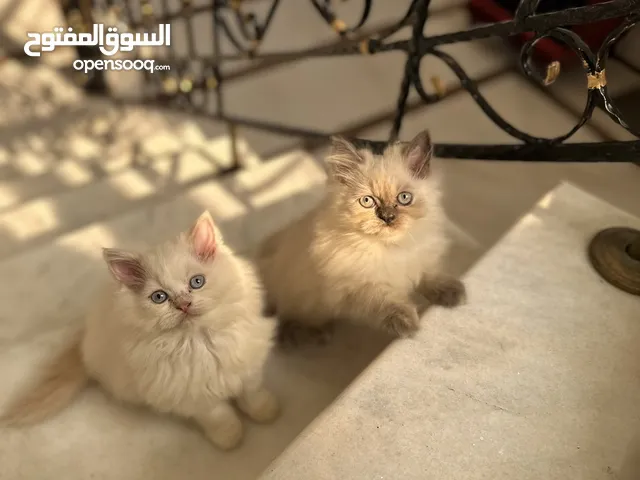 Family of 7 cats , Himalayan