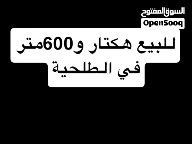هكتار و600متر للبيع في الطلحية