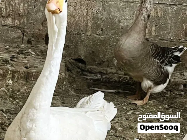 وز افريقي للبيع+فراخ وز من عمر اسبوع واكثر