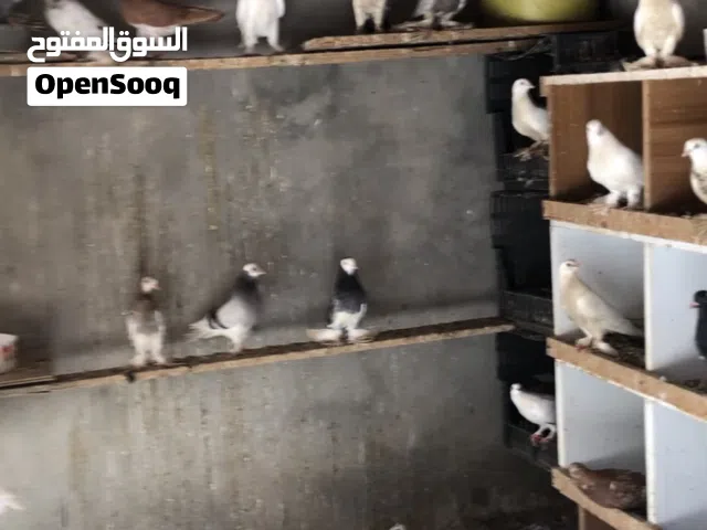 براكة حمام للبيع السعر ساوم