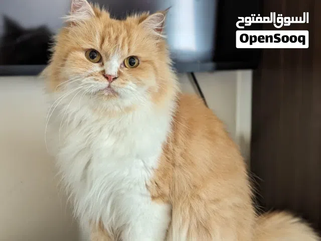 Persian Angora Female