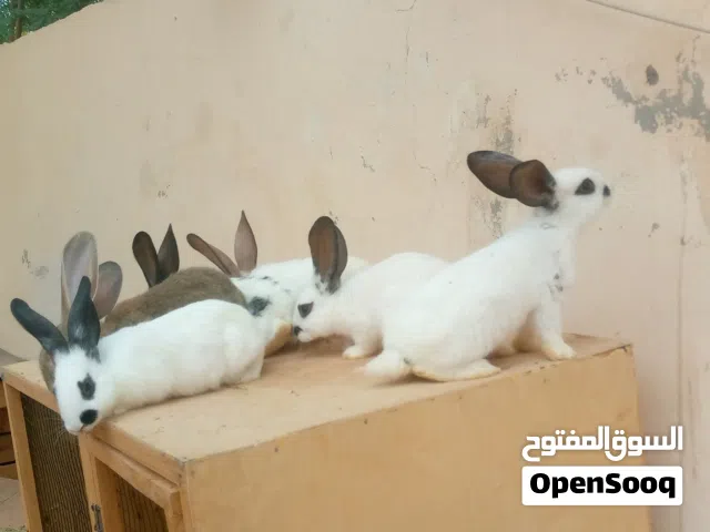 ارانب للبيع
