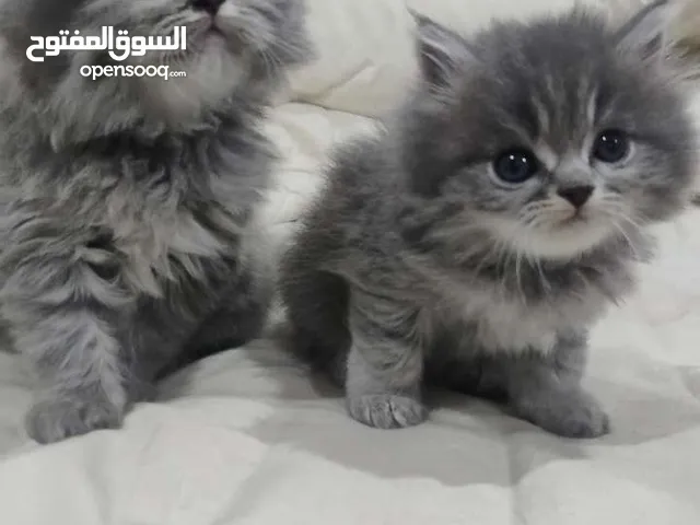 قطط شيرازي للبيع بأسعار رمزيه للبيع والسعر قابل للتفاوض بلحد المعقول الموقع الهدا الطائف