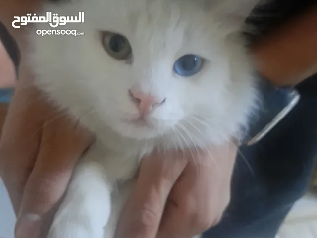 قط خاو ماني