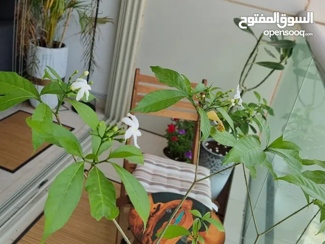 3 Bedrooms Farms for Sale in Abu Dhabi Liwa