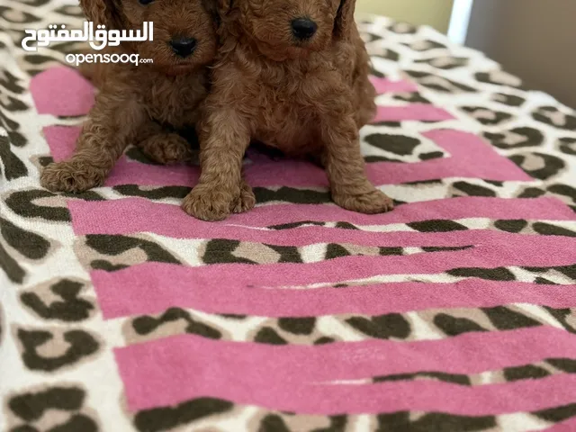 Toy poodle