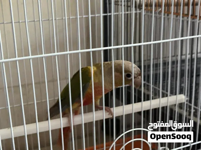 عصفور كنيور ذكر