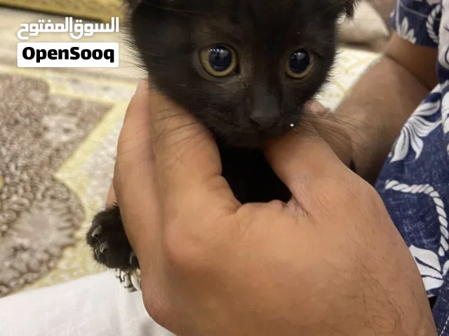 قطط سكوتش لون اسود للبيع