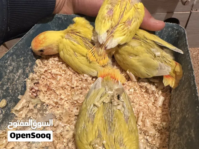 السلام عليكم