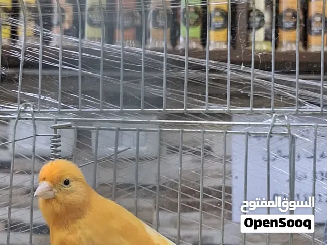 عصفور كنار فحل