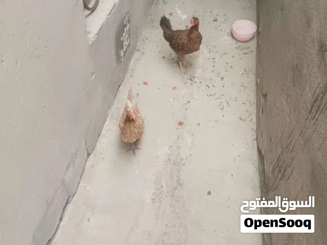 دجاجتين للبيع