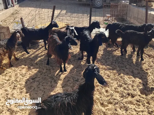 بسم الله  توكلنا على الله 4 جديان معاهم 6 عنايق للبيع