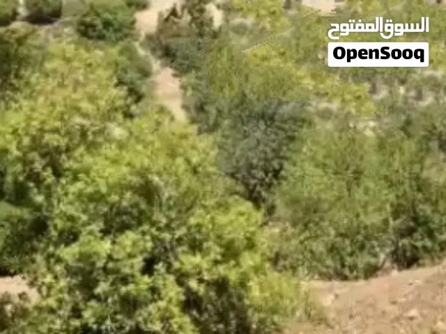 ارض 600 متر طابو مفروز في راس بيت جالا السدر