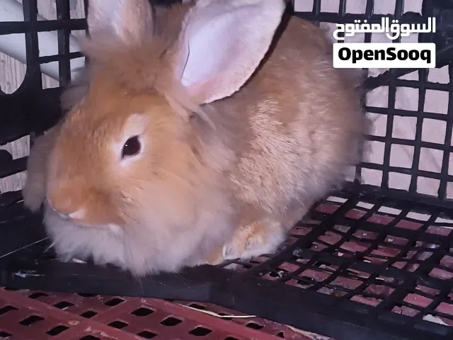 السلام عليكم ، كوبية ربي بارك . أرنب رأس الأسد (Lionhead Rabbit)