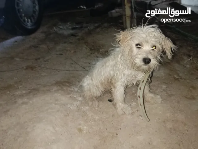جلب للبيع ملقح كامل سعر مناسب كلش وبي مجال جلب اليف تجي شوفه كبال عينك