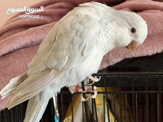 طائر ببغاء كويكر أليف ولون مميز أزرق فاتح - Blue Crossover Quaker for