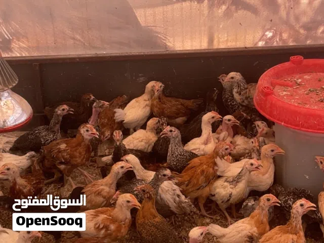 للبيع دجاج عماني العمر شهرين بشكل عاجل الحبه ب600 بيسه