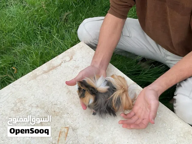 السلام عليكم تبي حيوان اليف اقل اوسخ منضر جميل يفتح النفس الحجم تقدر تحطه في قفس قنديين للبيع