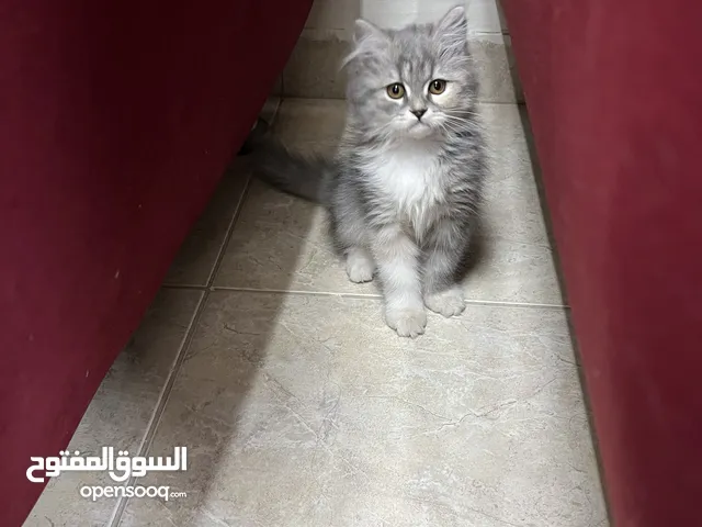 Male mix hamalaya and Scottish fold kitten