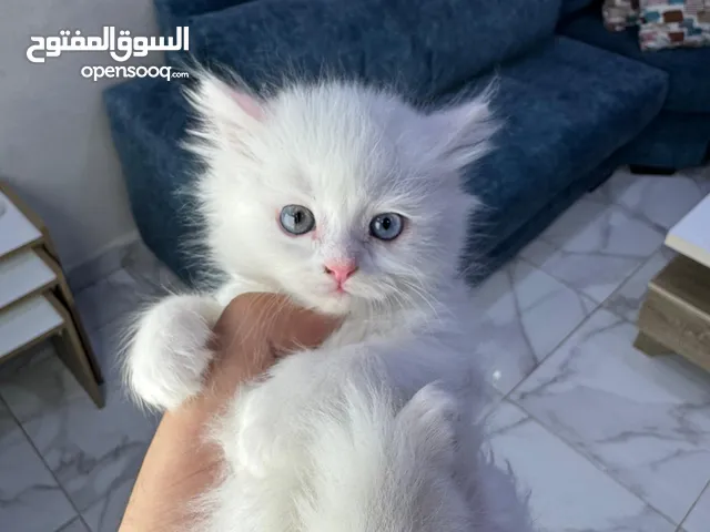 قط شنشيلا ابيض ب 50