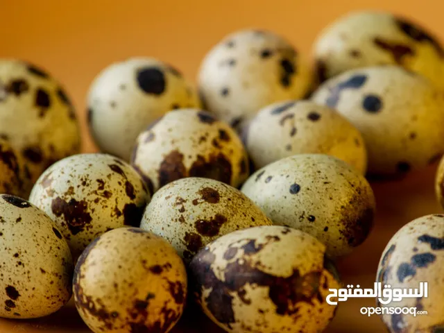 بيض فري جامبو (بيض السمان )