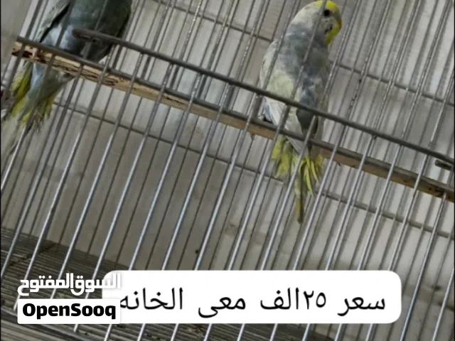 للبيع سعرا 25 الف معى الخانه