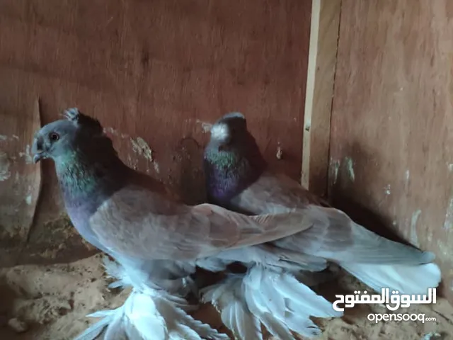 حظيرة حمام ربي يبارك كاملة جاهزة للبيع بسعر الجملة