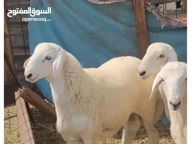 ذبايع نعمي ذبايع نجدي تيوس الدار حللال تربيه