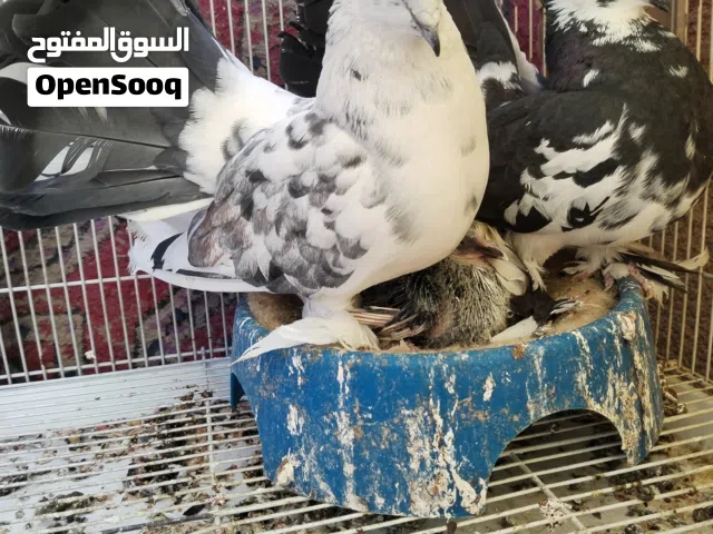 زوج عرايس أمريكي