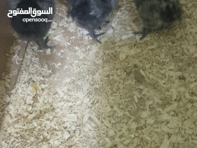 للبيع فروخ حبحب حساوي مستوه قوي