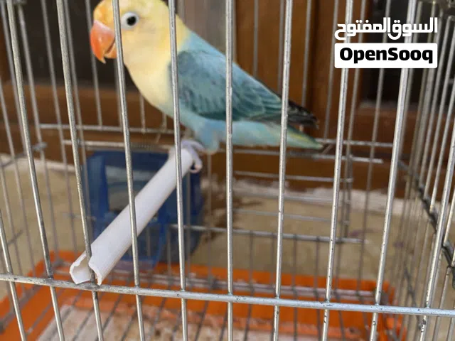 طرف فيسر باربلو صافي ربي يبارك عمر تلات اربعة شهور