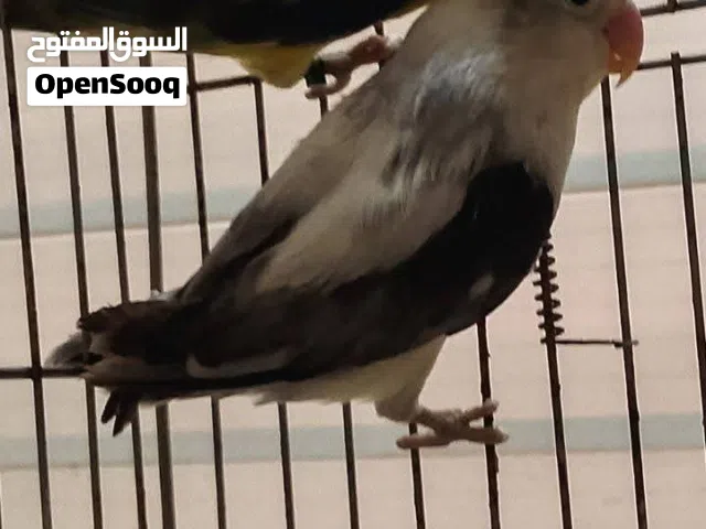 كوبية بركاديلو فيشر