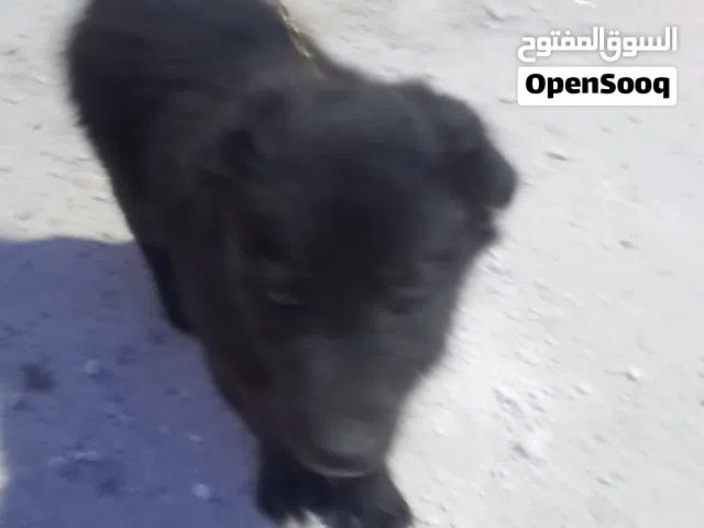 كلب اللبيع