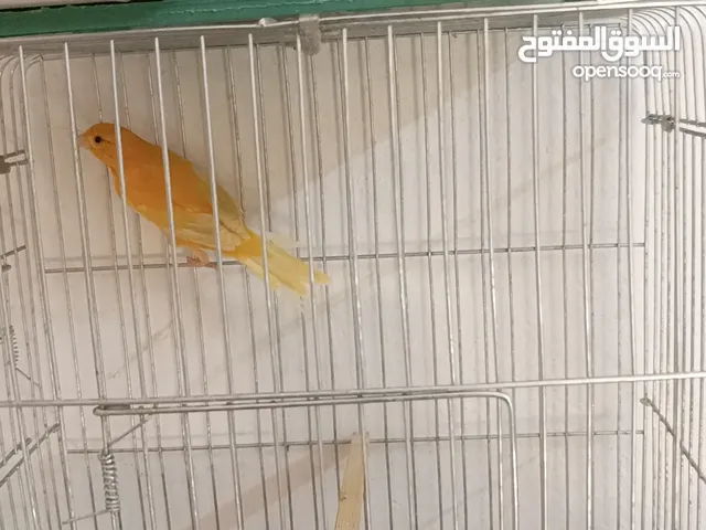 متاح فحول وجواز ومخاليف عادي وبناديق  وفراخ