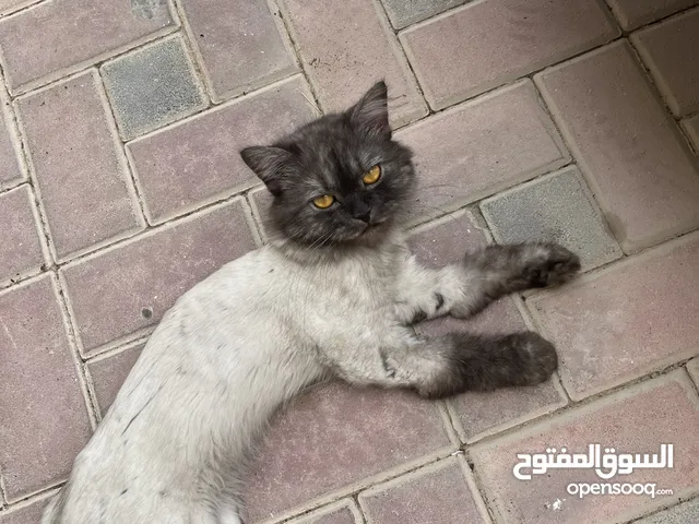 Cat for adoption for free male very healthy