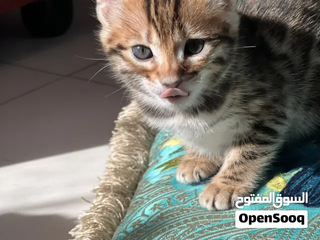 bengal kitty