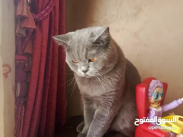 قط بريتش بلو شورت هير
