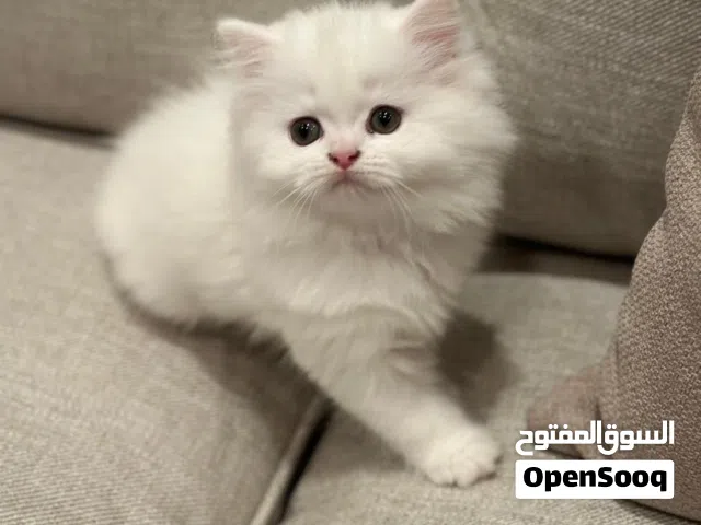 شيرازي Persian kitten