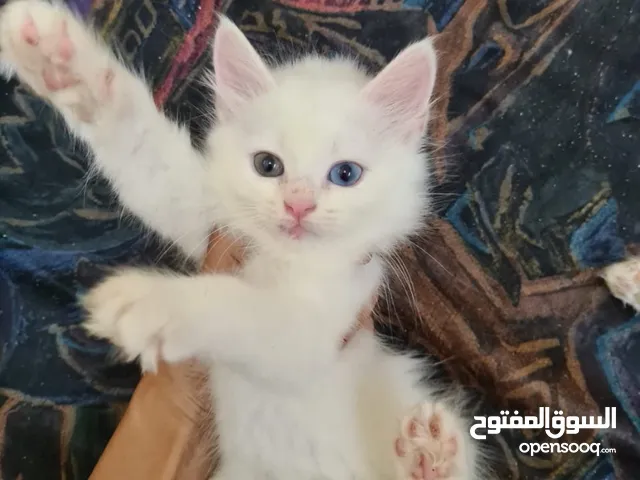 Persian White Cat wonderful eyes
