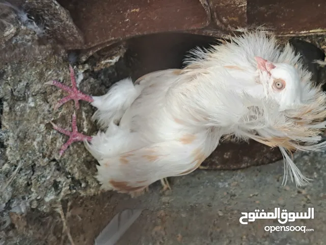 ذكر جكمون شغال