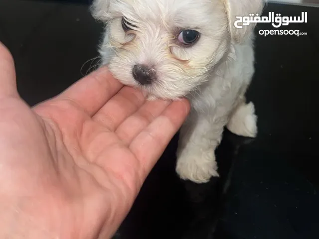 كلب مالتيز في الإمارات من السلالة الأصلية اللون الأبيض الجميل جدا