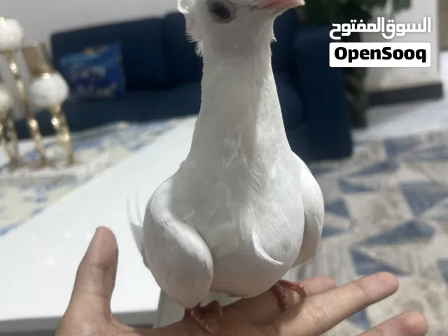 حمام اليف زينه